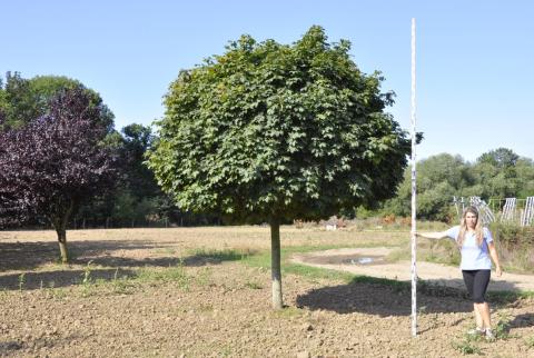 Obvod kmínku 14 - 16 cm